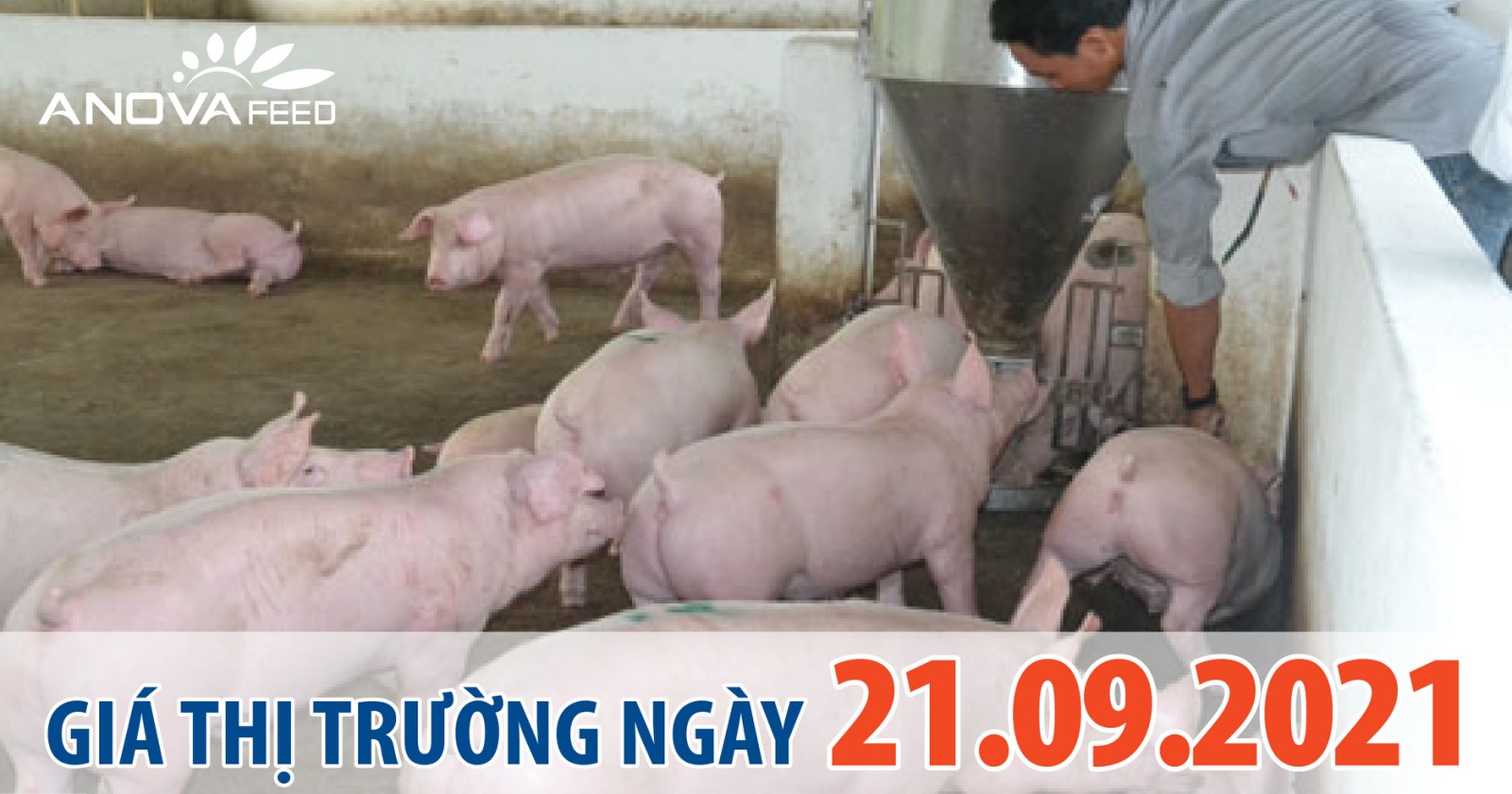 Anova Feed - Giá heo hơi hôm nay 21/09, Trung Nam giảm nhẹ rải rác