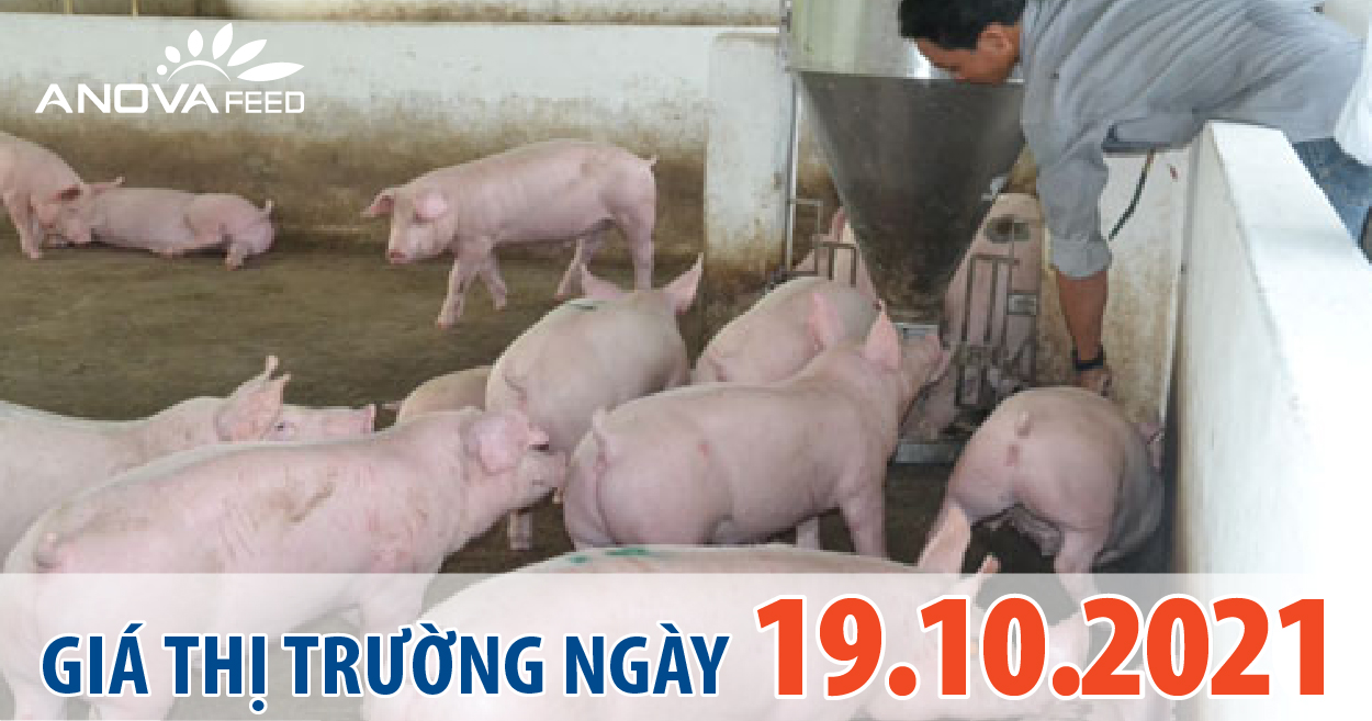 Anova Feed - Giá heo hơi hôm nay 19/10 cả 3 miền đồng loạt giảm 1.000 - 3.000 đồng.