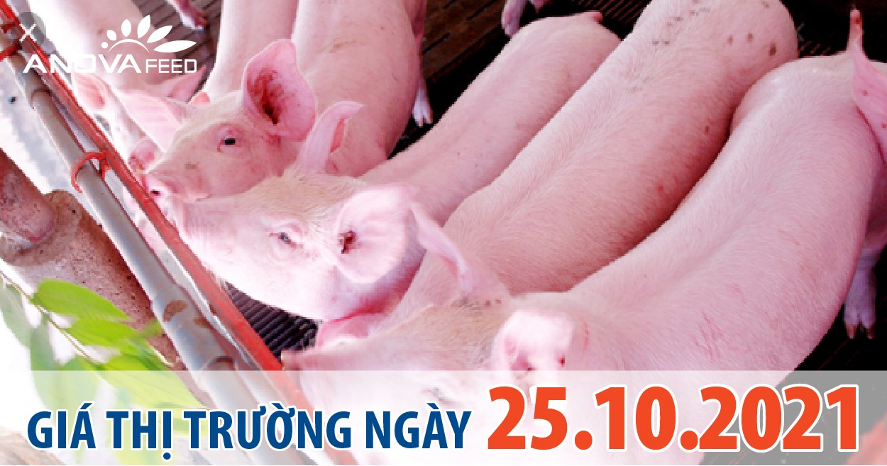Anova Feed - Giá heo hơi hôm nay 25/10, tăng tốc mạnh trên 50.000 đồng/kg
