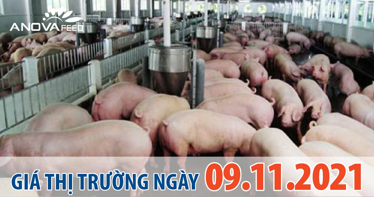 Anova Feed - Giá heo hơi tiếp tục giảm, người chăn nuôi gặp khó khăn