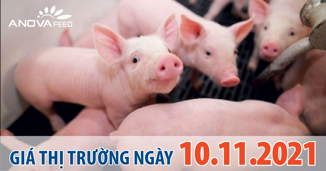 Anova Feed - Giá heo hơi hôm nay 10/11, nhiều tỉnh thành chững giá lại
