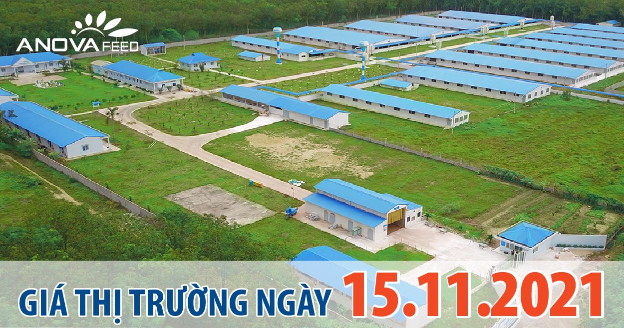 Anova Feed - Giá heo hơi ngày 15/11/2021 giảm nhẹ cả nước.