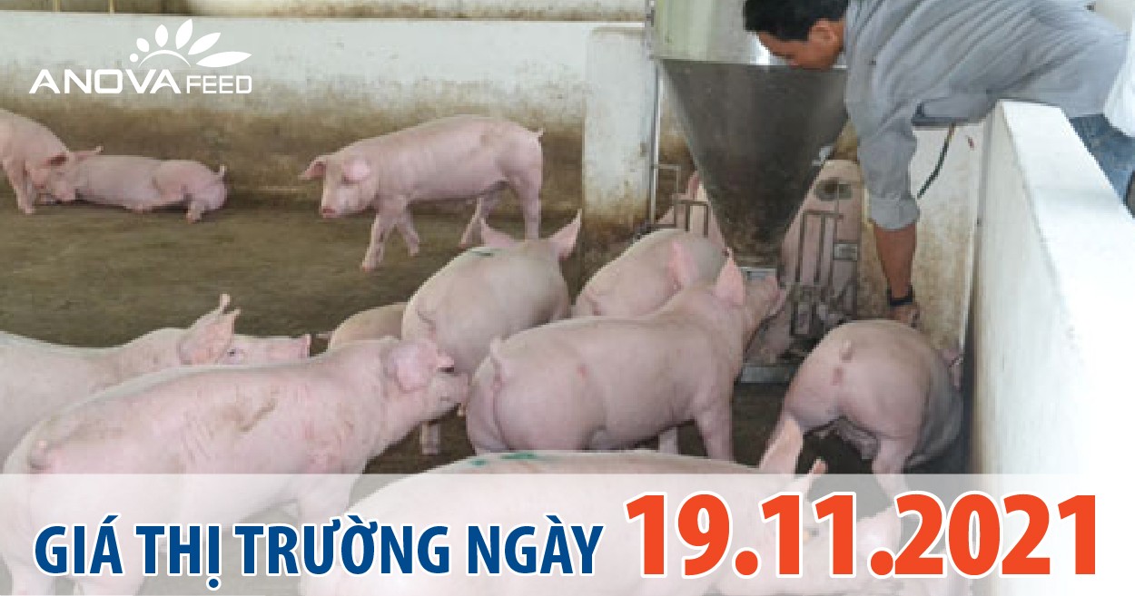 Anova Feed - Giá heo hơi ngày 19/11/2021 tăng giảm nhẹ ở nhiều tỉnh thành.