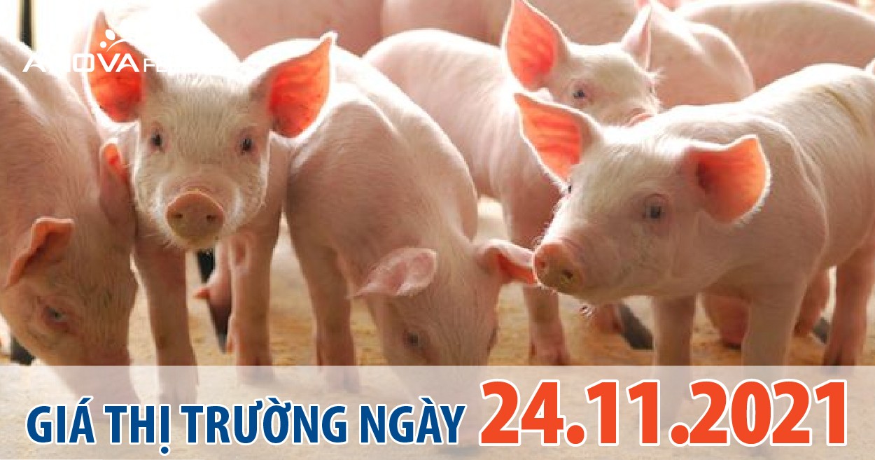 Anova Feed - Giá heo hơi ngày 24/11/2021 tăng giảm 1.000 - 2.000 đồng/kg.