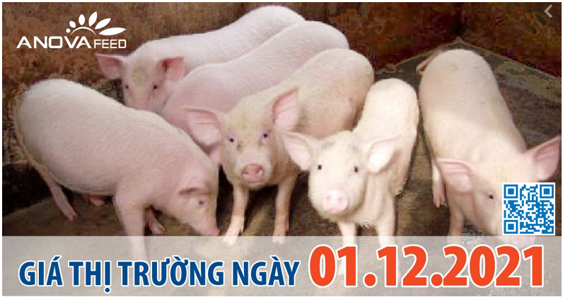 Anova Feed - Giá heo hơi ngày 01/12/2021 tiếp đà tăng liên tục.