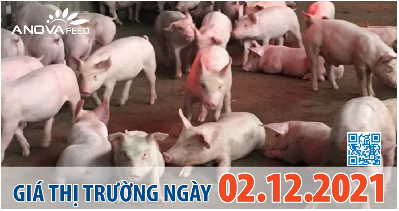 Anova Feed - Giá heo hơi ngày 02/12/2021 chững lại.