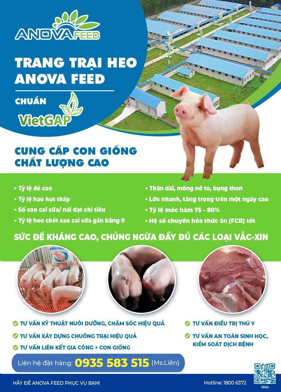 Trang trại Anova Feed cung cấp giống heo chuẩn VietGAP