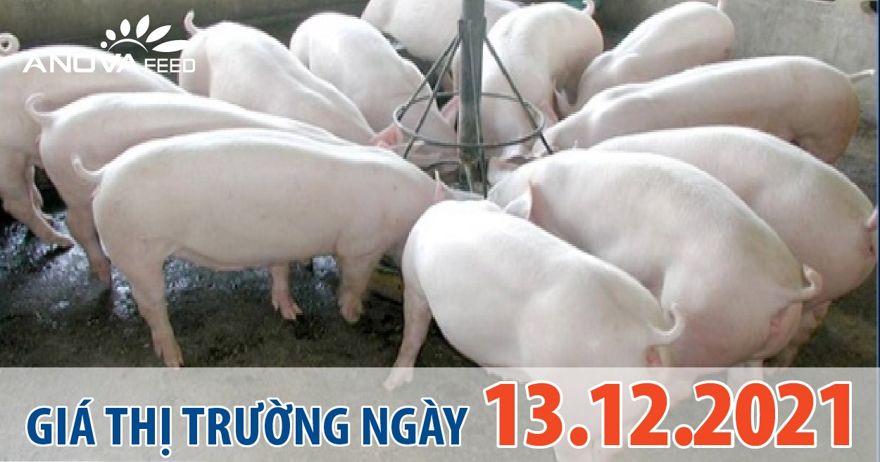 Anova Feed - Giá heo hơi ngày 13/12/2021 tăng nhẹ.