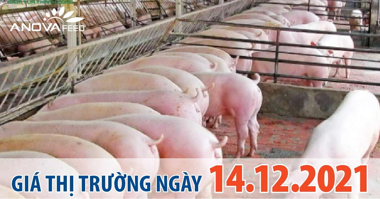 Anova Feed - Giá heo hơi ngày 14/12/2021 giảm nhẹ xuống mốc 50.000 đồng/kg.