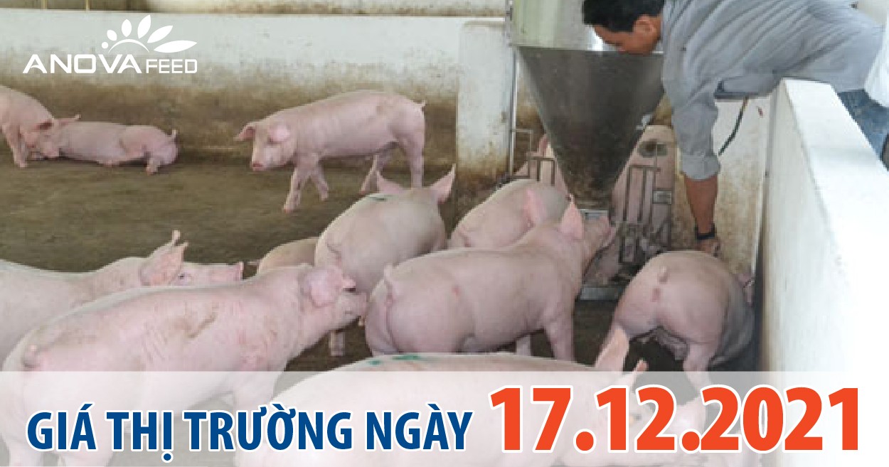 Anova Feed - Giá heo hơi ngày 17/12/2021 giảm từ 2.000 - 3.000 đồng/kg.