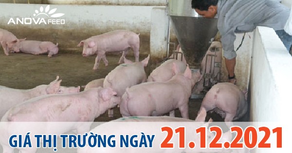 Anova Feed - Giá heo hơi ngày 21/12/2021 biến động nhẹ tại miền Tây.