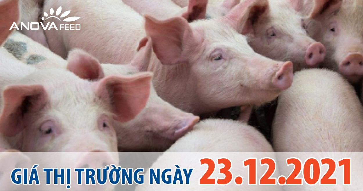 Anova Feed - Giá heo hơi ngày 23/12/2021 bắt đầu giảm xuống.