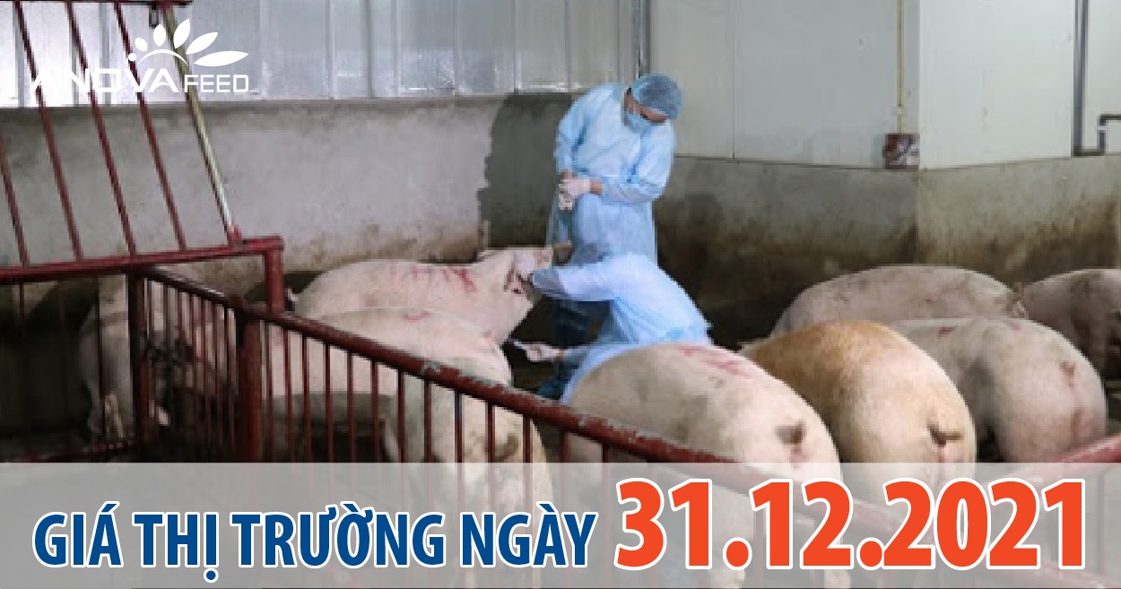 Anova Feed - Giá heo hơi ngày 31/12/2021 giảm liên tục.