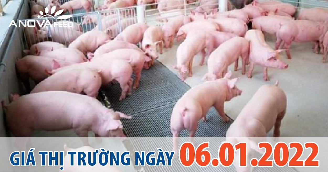 Anova Feed - Giá heo hơi ngày 06/01/2022 tiếp tục tăng.