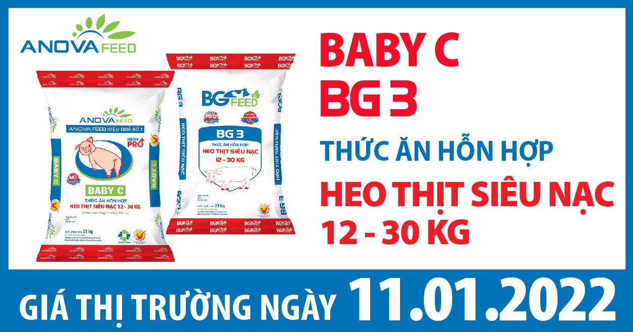 Anova Feed - Giá heo hơi ngày 11/01/2022 tăng trên toàn quốc.