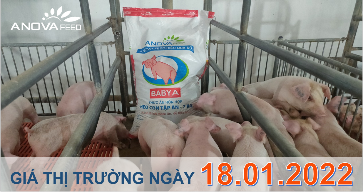 Anova Feed - Giá heo hơi ngày 18/01/2022 tăng mạnh.