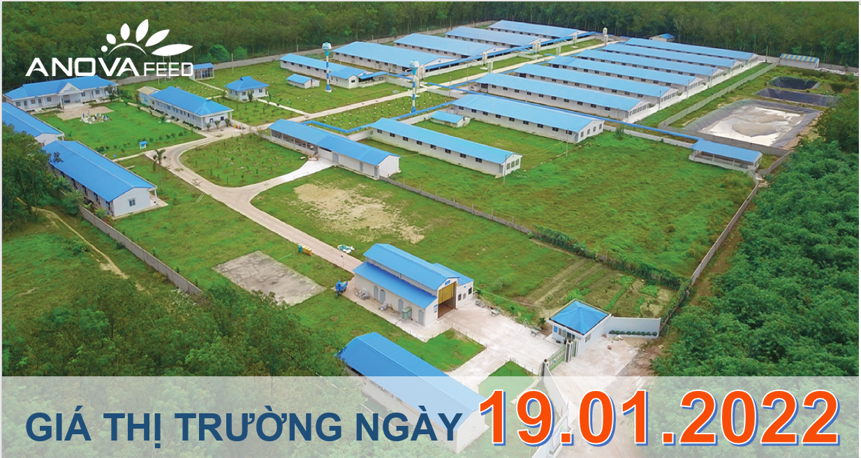 Anova Feed - Giá heo hơi ngày 19/01/2022 tiếp tục tăng.