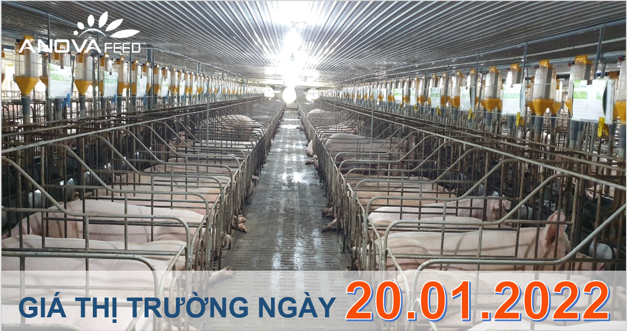 Anova Feed - Giá heo hơi ngày 20/01/2022 tăng liên tục trong những ngày giáp tết.