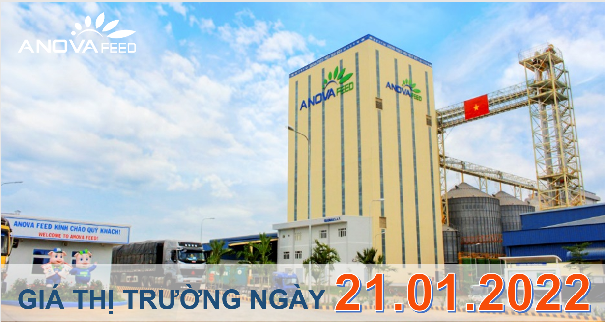 Anova Feed - Giá heo hơi ngày 21/01/2022 tăng nhẹ ở một số tỉnh.
