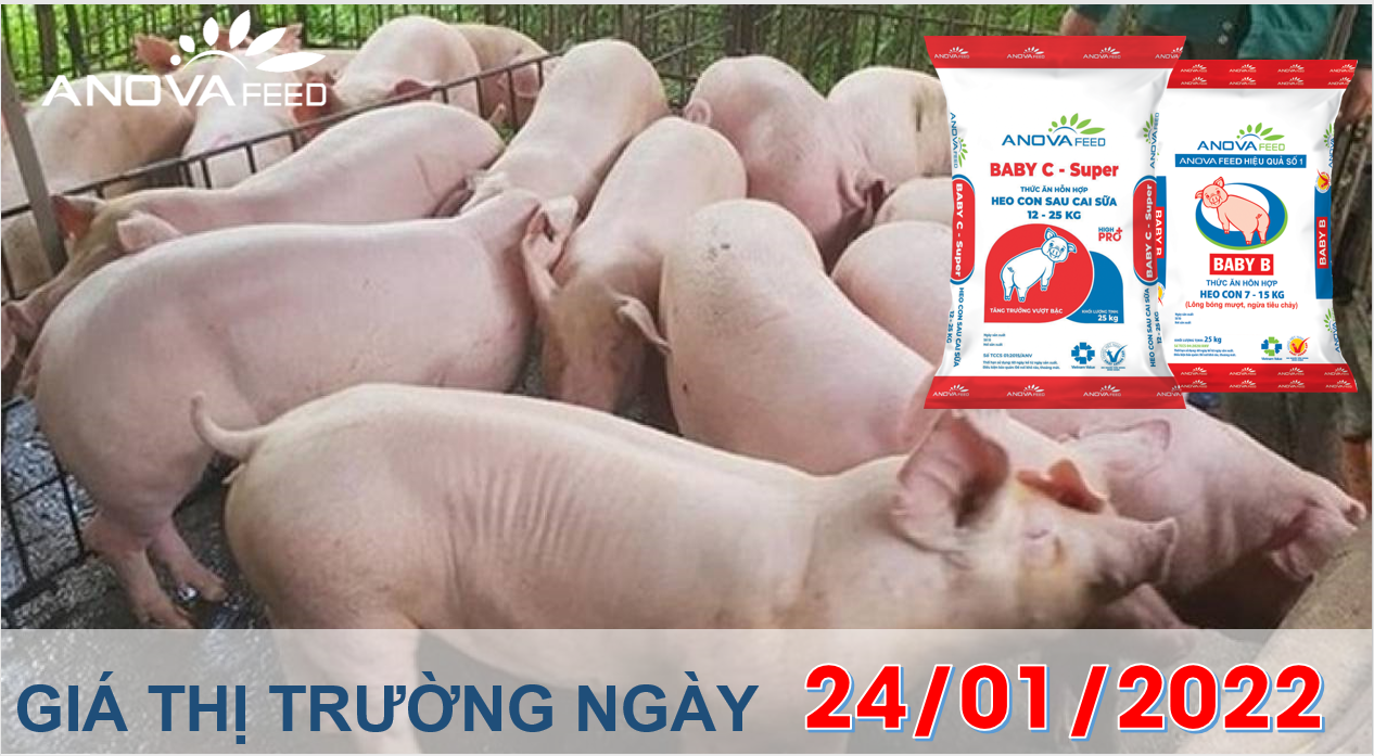 Anova Feed - Giá heo hơi ngày 24/01/2022 vẫn theo đà tăng trong thời điểm cận Tết.