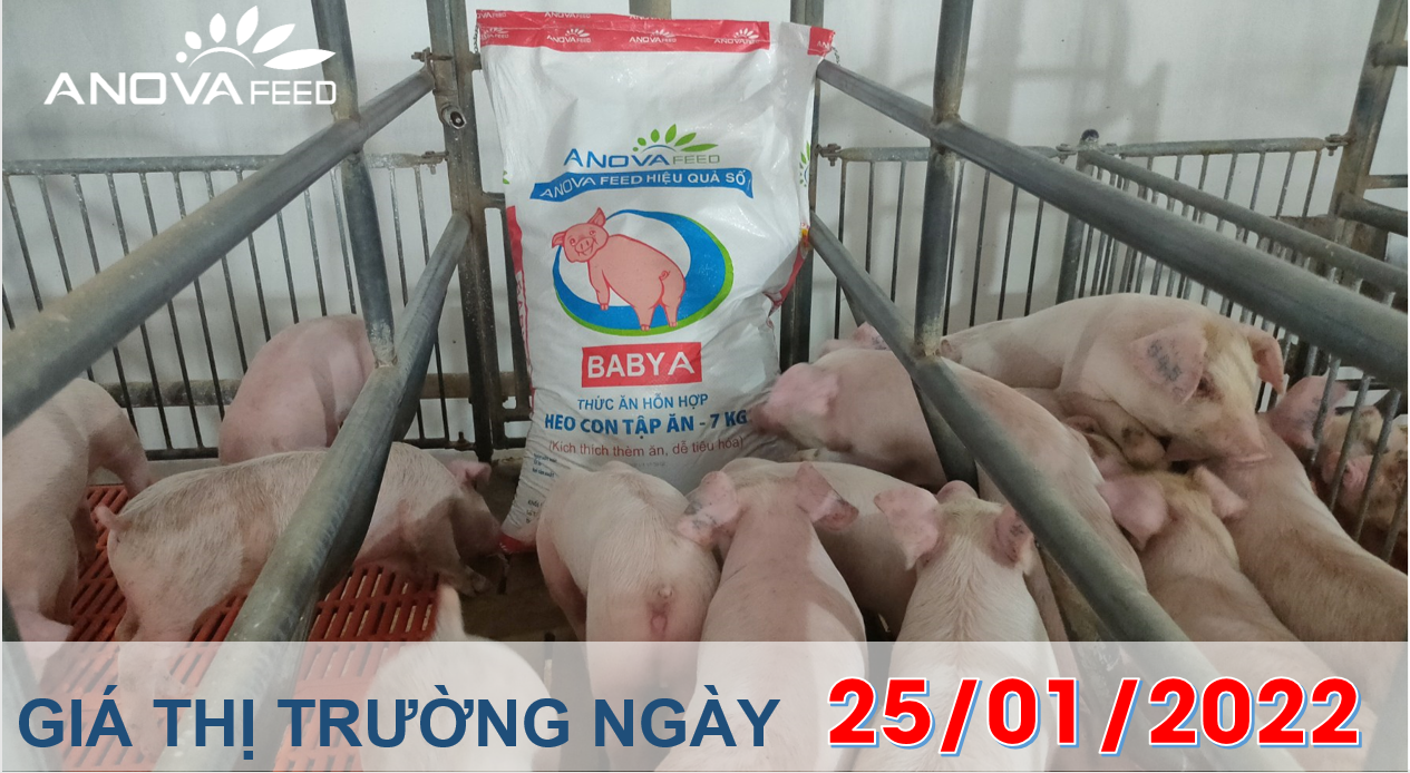 Anova Feed - Giá heo hơi ngày 25/01/2022 tăng nhẹ thời điểm cận Tết.