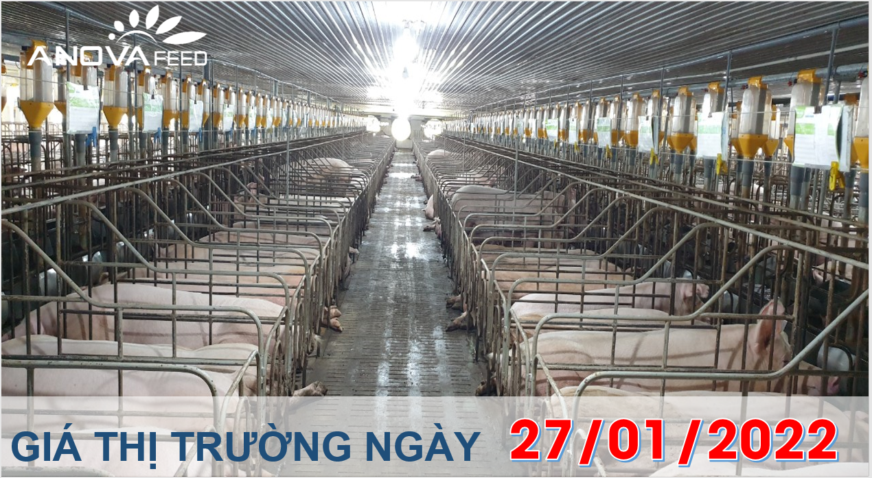 Anova Feed - Giá heo hơi ngày 27/01/2022 tăng từ 1.000 - 2.000 đồng/kg.