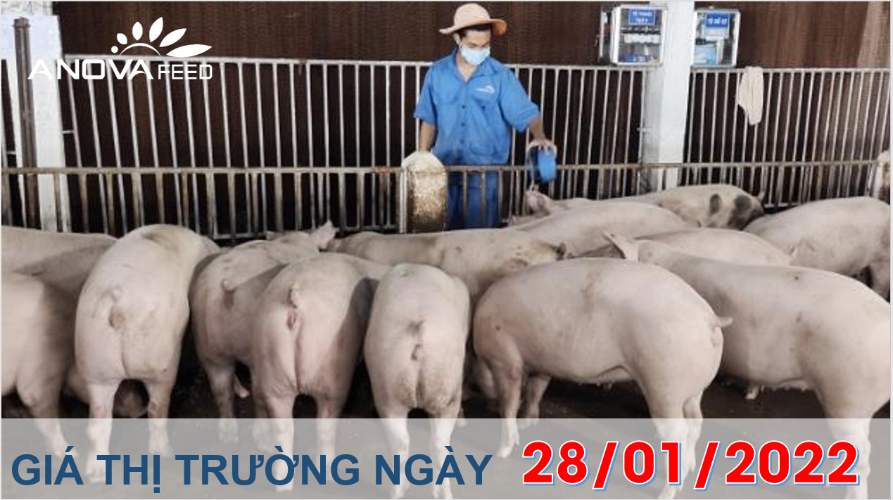 Anova Feed - Giá heo hơi ngày 28/01/2022 tăng nhẹ.