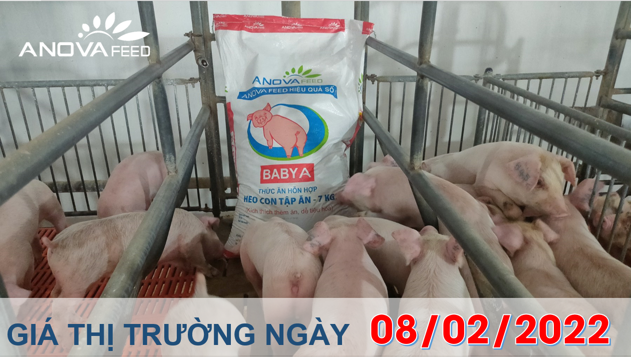 Anova Feed - Giá heo hơi ngày 08/02/2022 tăng giảm nhẹ.