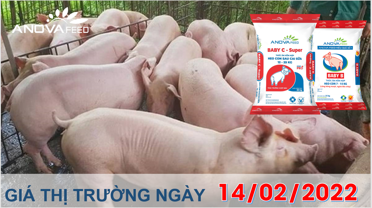 Anova Feed - Giá heo hơi ngày 14/02/2022 bắt đầu đi xuống.