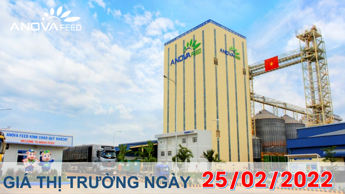 Anova Feed - Giá heo hơi ngày 25/02/2022 giảm xuống chạm mốc 50.000 đồng/kg.