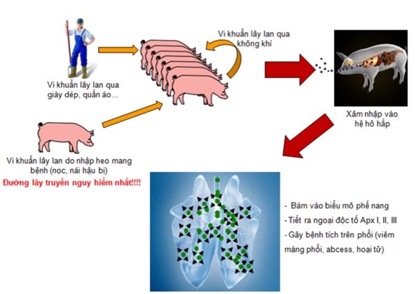 Bệnh viêm phổi - màng phổi trên heo