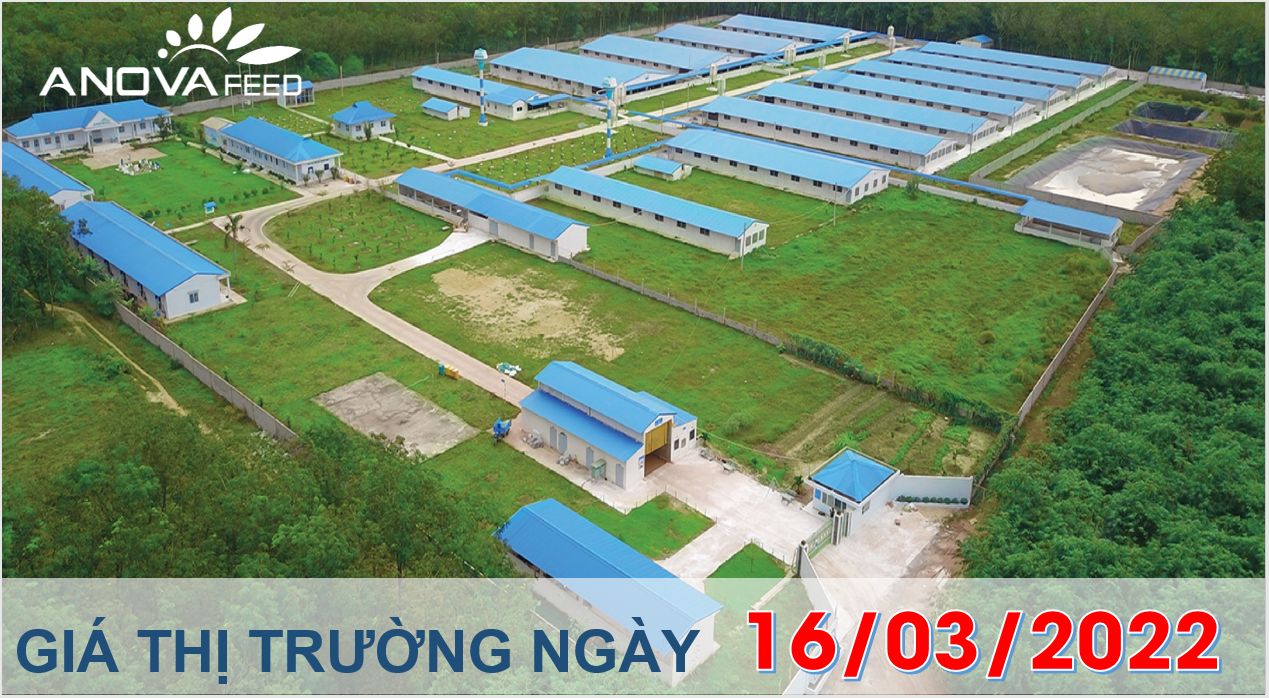 Anova Feed - Giá heo hơi ngày 16/03/2022 giảm nhẹ ở một số tỉnh.