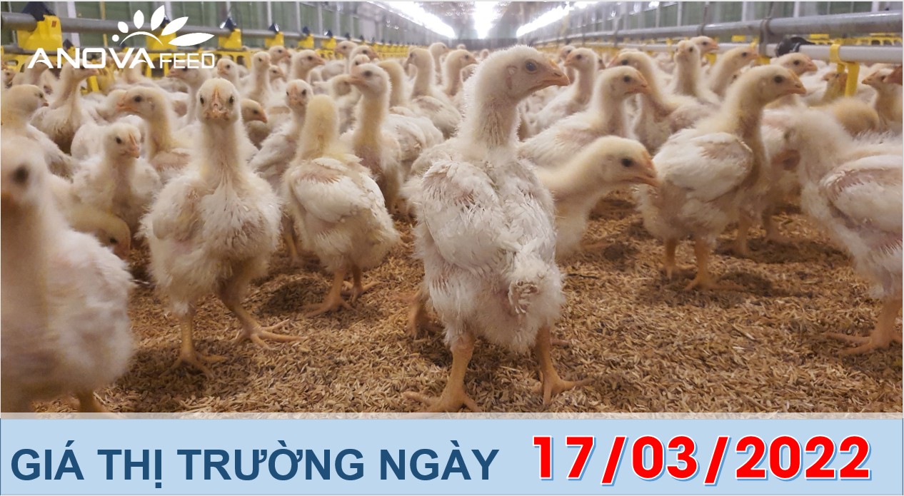 ANOVA FEED  GIÁ HEO HƠI NGÀY 17/03, BIẾN ĐỘNG TRÊN CẢ NƯỚC