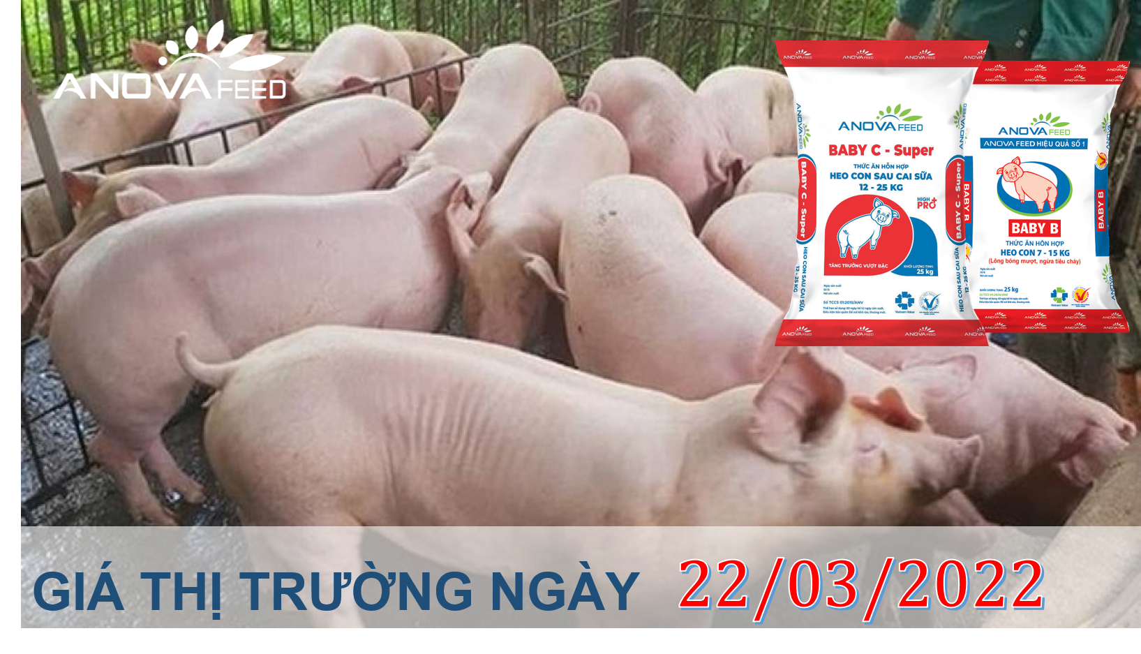 ANOVA FEED GIÁ HEO HƠI NGÀY 22/03, TĂNG TRÊN CẢ NƯỚC