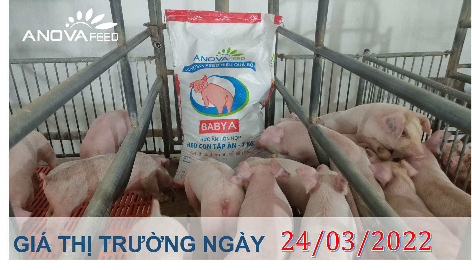 ANOVA FEED- GIÁ HEO HƠI NGÀY 24/03, MỘT SỐ TỈNH TĂNG MẠNH TẠI MIỀN BẮC