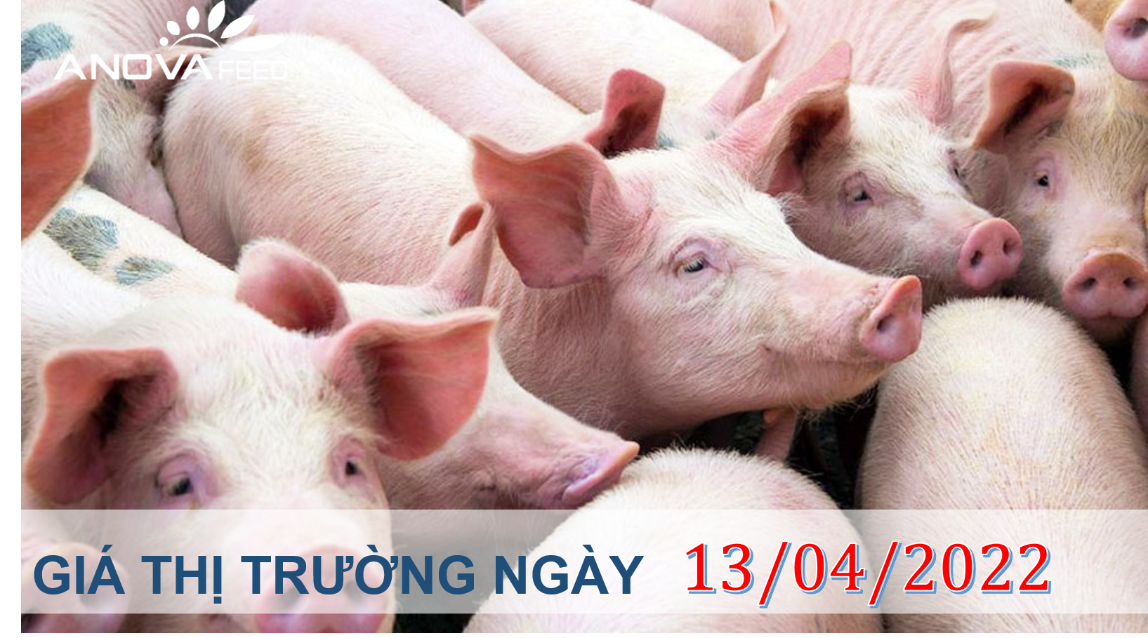 ANOVA FEED- GIÁ HEO HƠI NGÀY 13/04 TĂNG NHẸ MỘT VÀI TỈNH.