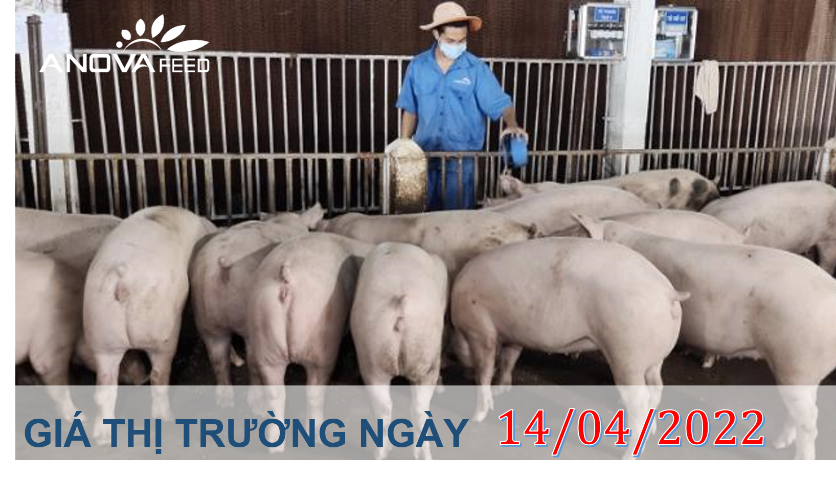 ANOVA FEED- GIÁ HEO HƠI NGÀY 14/04 MIỀN NAM TĂNG MẠNH