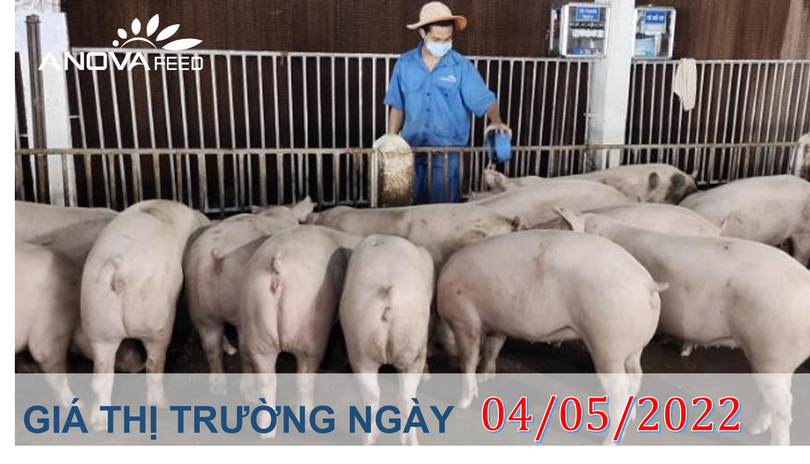 ANOVA FEED- GIÁ HEO HƠI NGÀY 04/05, THỊ TRƯỜNG TĂNG SAU DỊP NGHỈ LỄ