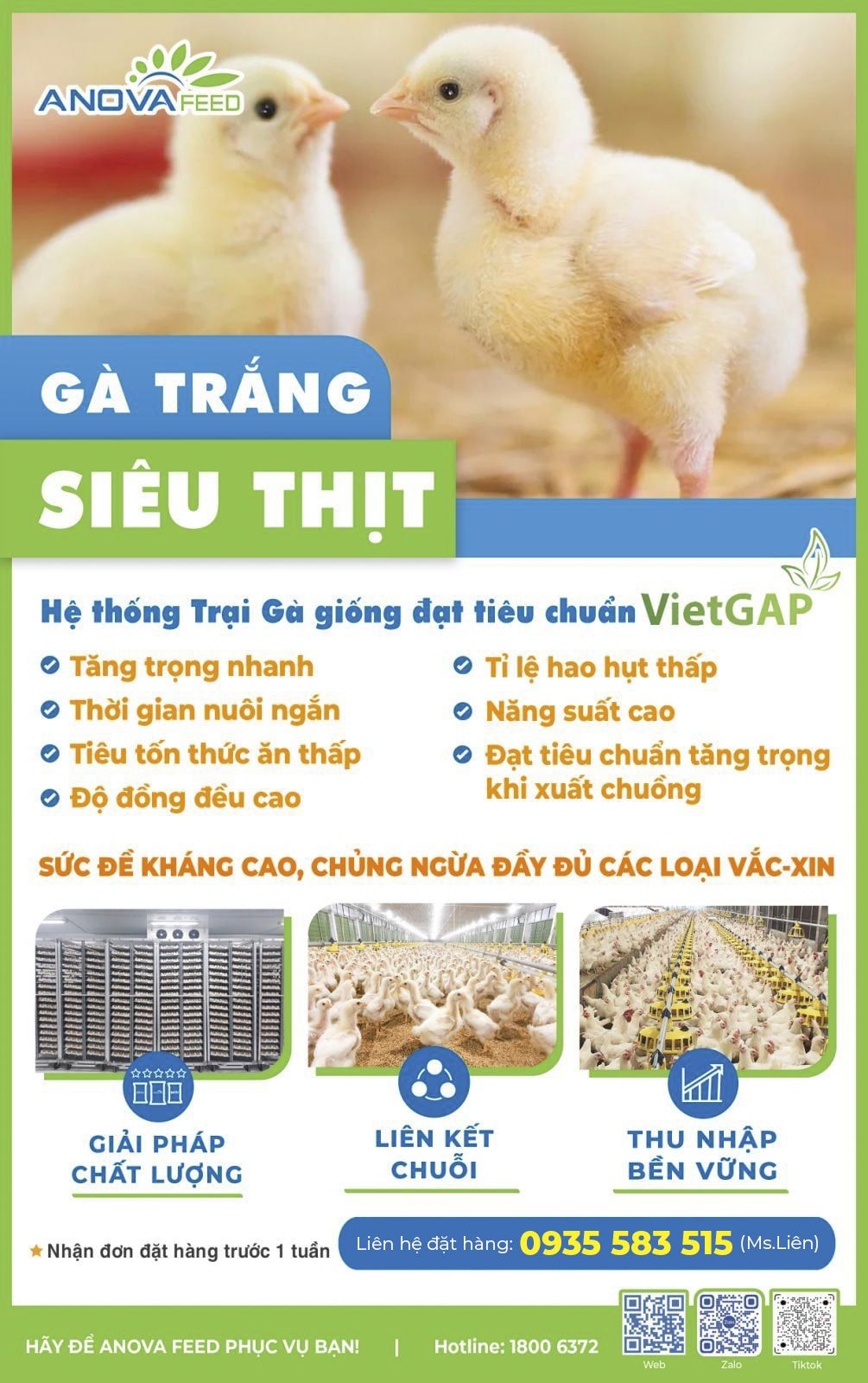 CON GIỐNG GÀ TRẮNG SIÊU THỊT CHẤT LƯỢNG CAO TỪ HỆ THỐNG TRANG TRẠI CỦA ANOVA FEED