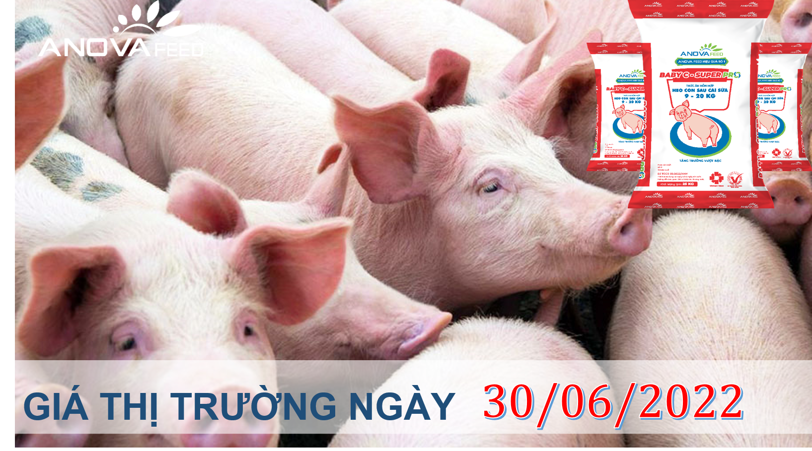 ANOVA FEED- GIÁ HEO HƠI NGÀY 30/06, THỊ TRƯỜNG ĐI NGANG