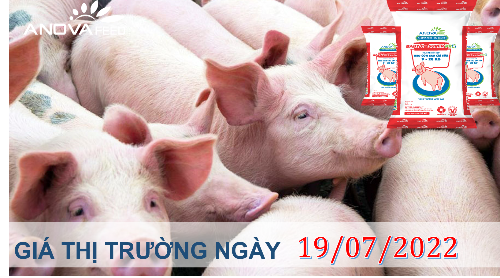 ANOVA FEED- GIÁ HEO HƠI NGÀY 19/07, THỊ TRƯỜNG MIỀN NAM TĂNG MẠNH