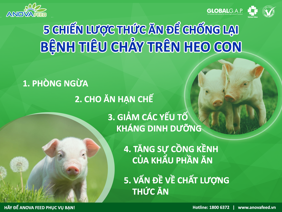 5 CHIẾN LƯỢC THỨC ĂN ĐỂ CHỐNG LẠI BỆNH TIÊU CHẢY TRÊN HEO CON