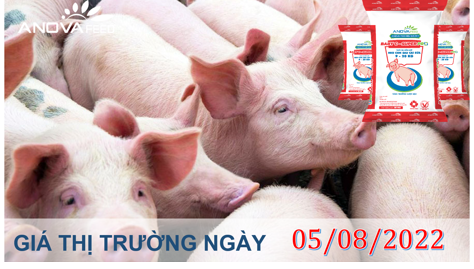 ANOVA FEED- GIÁ HEO HƠI NGÀY 05/08, MIỀN TÂY BIẾN ĐỘNG MẠNH