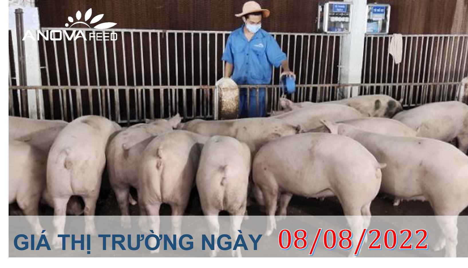 ANOVA FEED- GIÁ HEO HƠI NGÀY 08/08, TOÀN QUỐC BIẾN ĐỘNG NHẸ