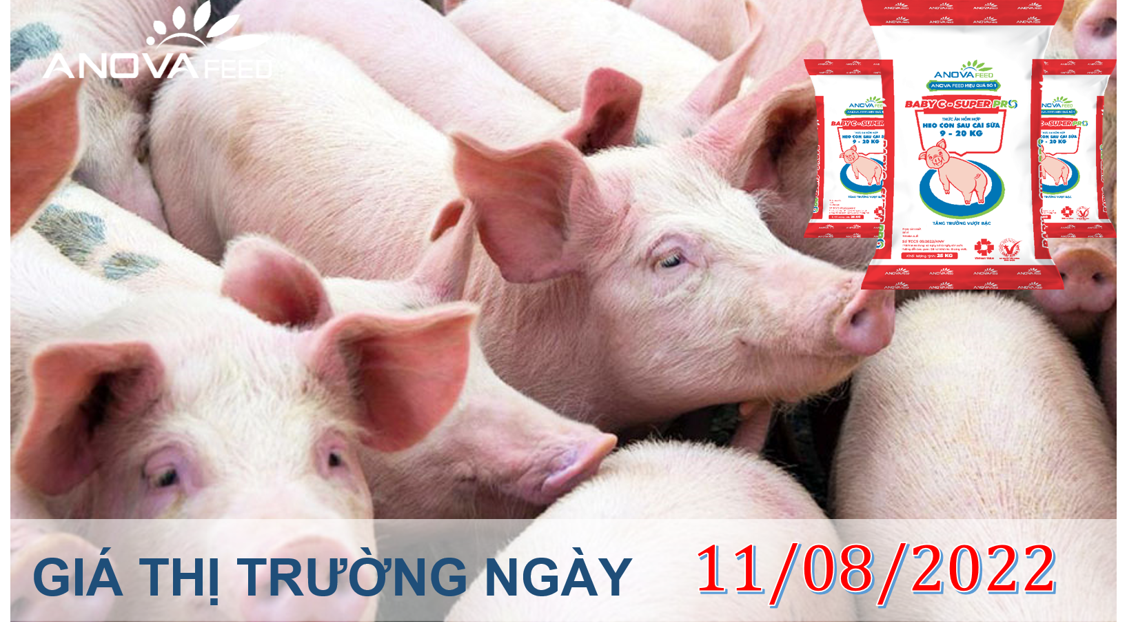 ANOVA FEED- GIÁ HEO HƠI NGÀY 11/08, TOÀN QUỐC ĐỨNG GIÁ