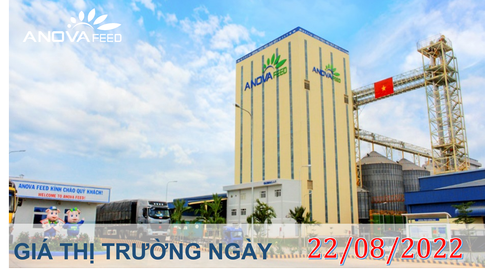 ANOVA FEED- GIÁ HEO HƠI NGÀY 22/08, TĂNG ĐỘT BIẾN TẠI MIỀN ĐÔNG