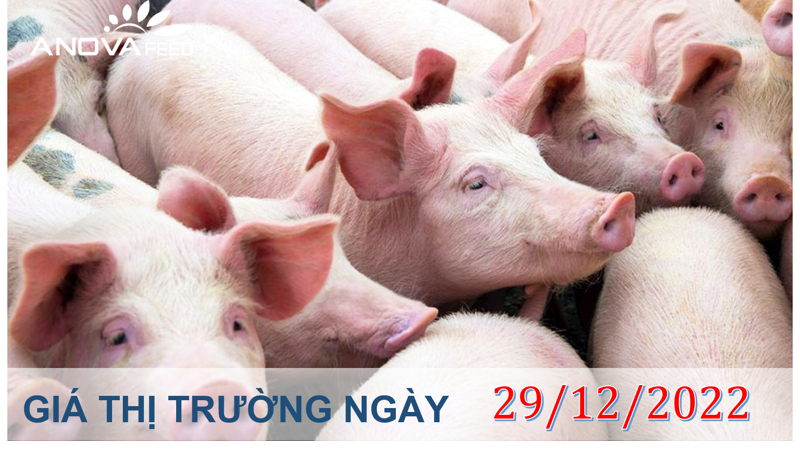 ANOVA FEED- GIÁ HEO HƠI NGÀY 29/12, THỊ TRƯỜNG ĐỨNG GIÓ