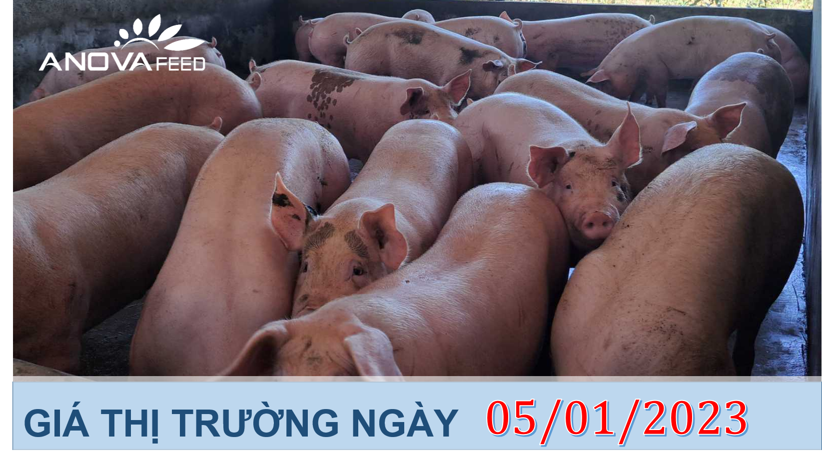 ANOVA FEED- GIÁ HEO HƠI NGÀY 05/01, THỊ TRƯỜNG CHỮNG LẠI