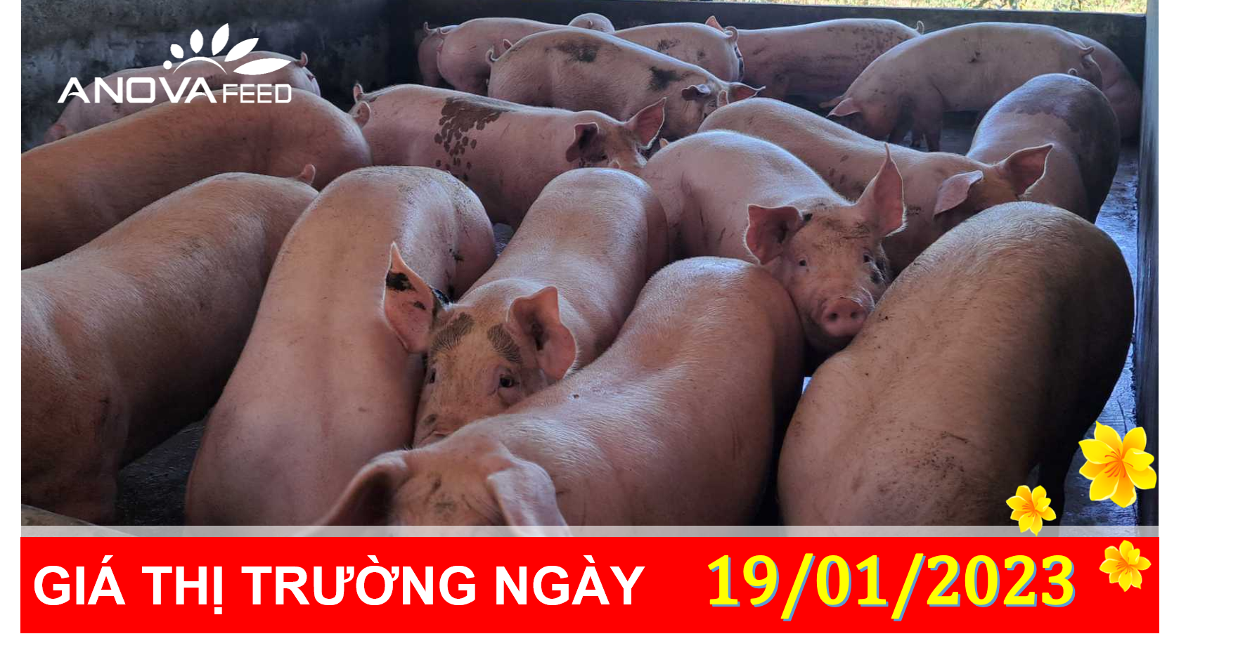 ANOVA FEED- GIÁ HEO HƠI NGÀY 19/01, THỊ TRƯỜNG ỔN ĐỊNH