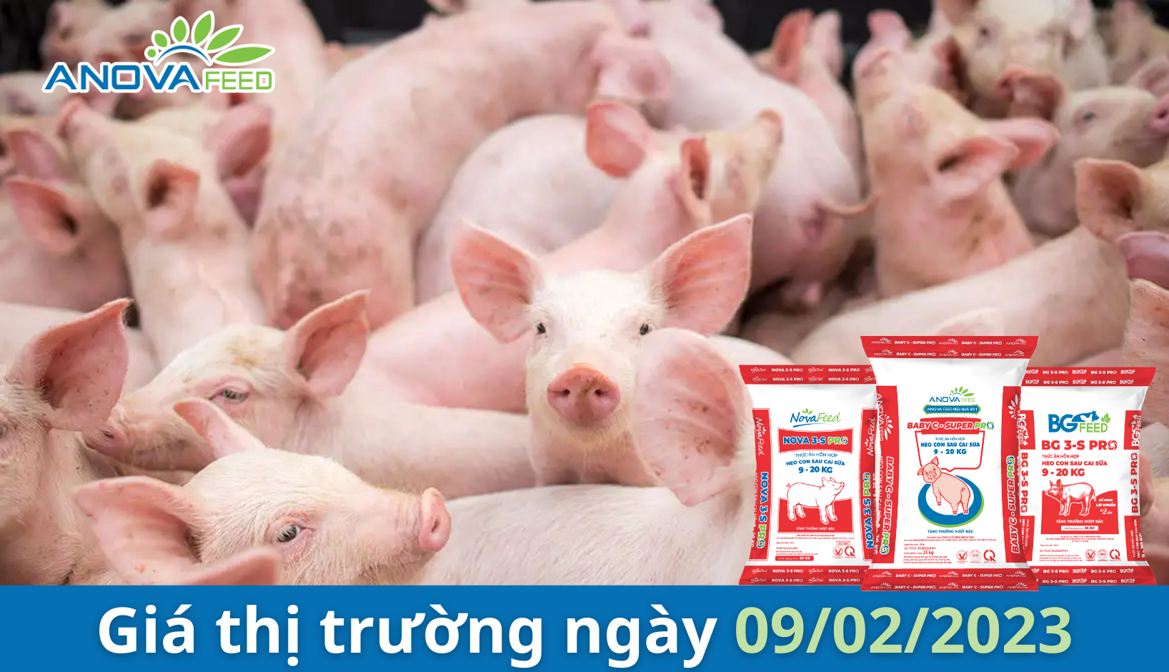 ANOVA FEED- GIÁ HEO HƠI NGÀY 09/02, MIỀN TRUNG MANG TÍN HIỆU TỐT